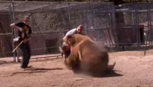 Un VIDEO aterrador muestra a un oso despedazar a su entrenador tras morderle el cuello (Imágenes sensibles)