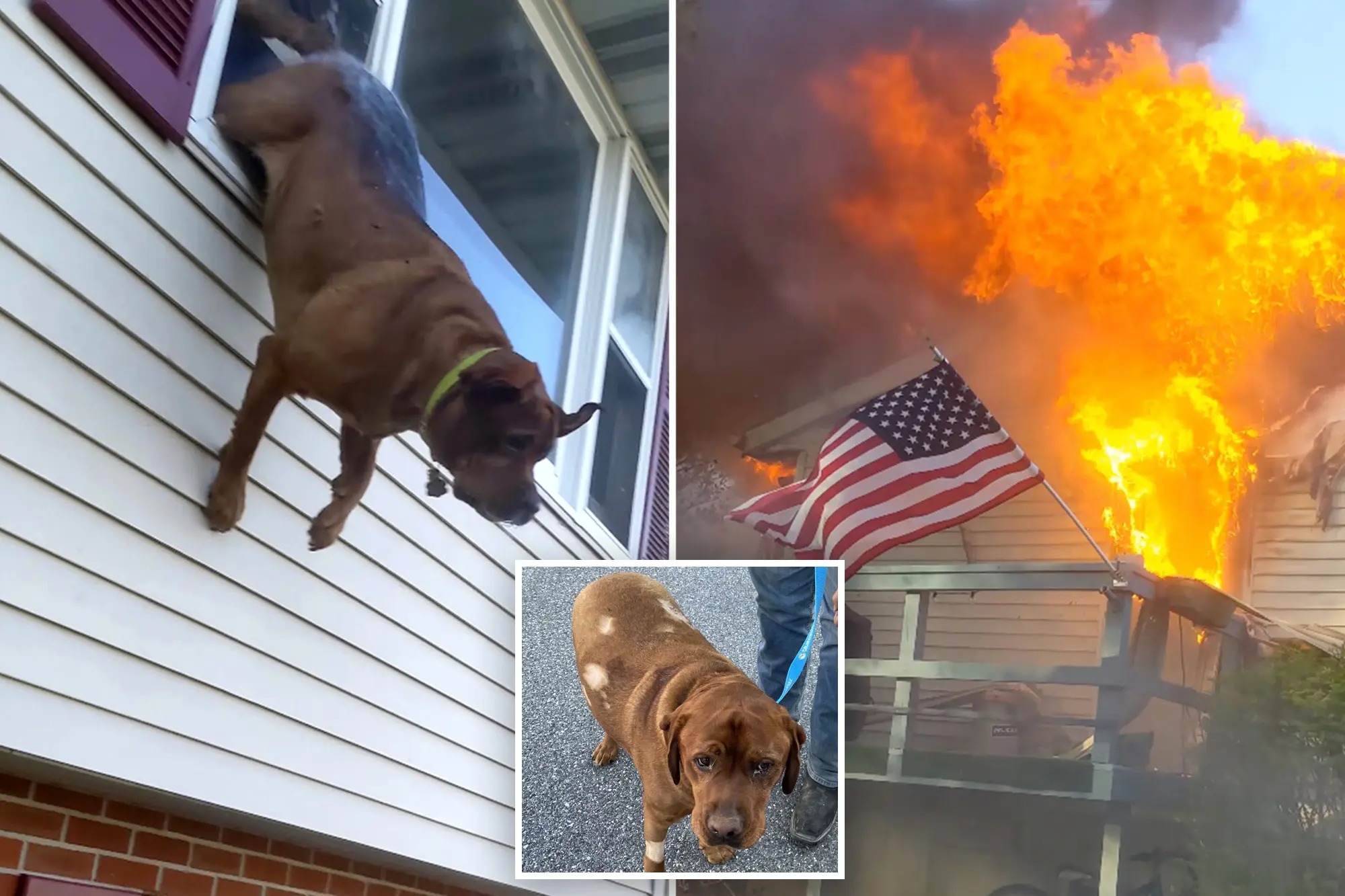 ¡Vamos, Charlie! Dramático VIDEO muestra como un perro salta por la ventana escapando de incendio en EEUU