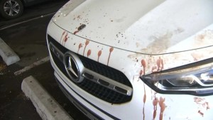 Misterio en Nueva Jersey: Varios vehículos en un estacionamiento aparecieron bañados en sangre
