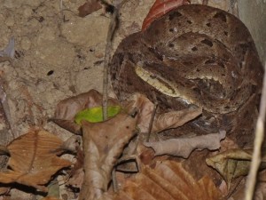 Incrementan mordeduras de serpientes en Trujillo, Mérida, Zulia y Falcón por fuertes lluvias