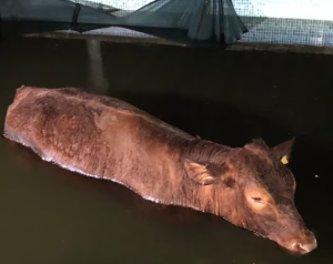 Toro de 600 kilos se escapó de su rancho para… ¿nadar en una piscina? (FOTOS)