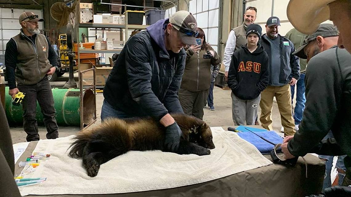 Ocho avistamientos en 43 años: Asombro en Utah por la presencia de una extraña criatura