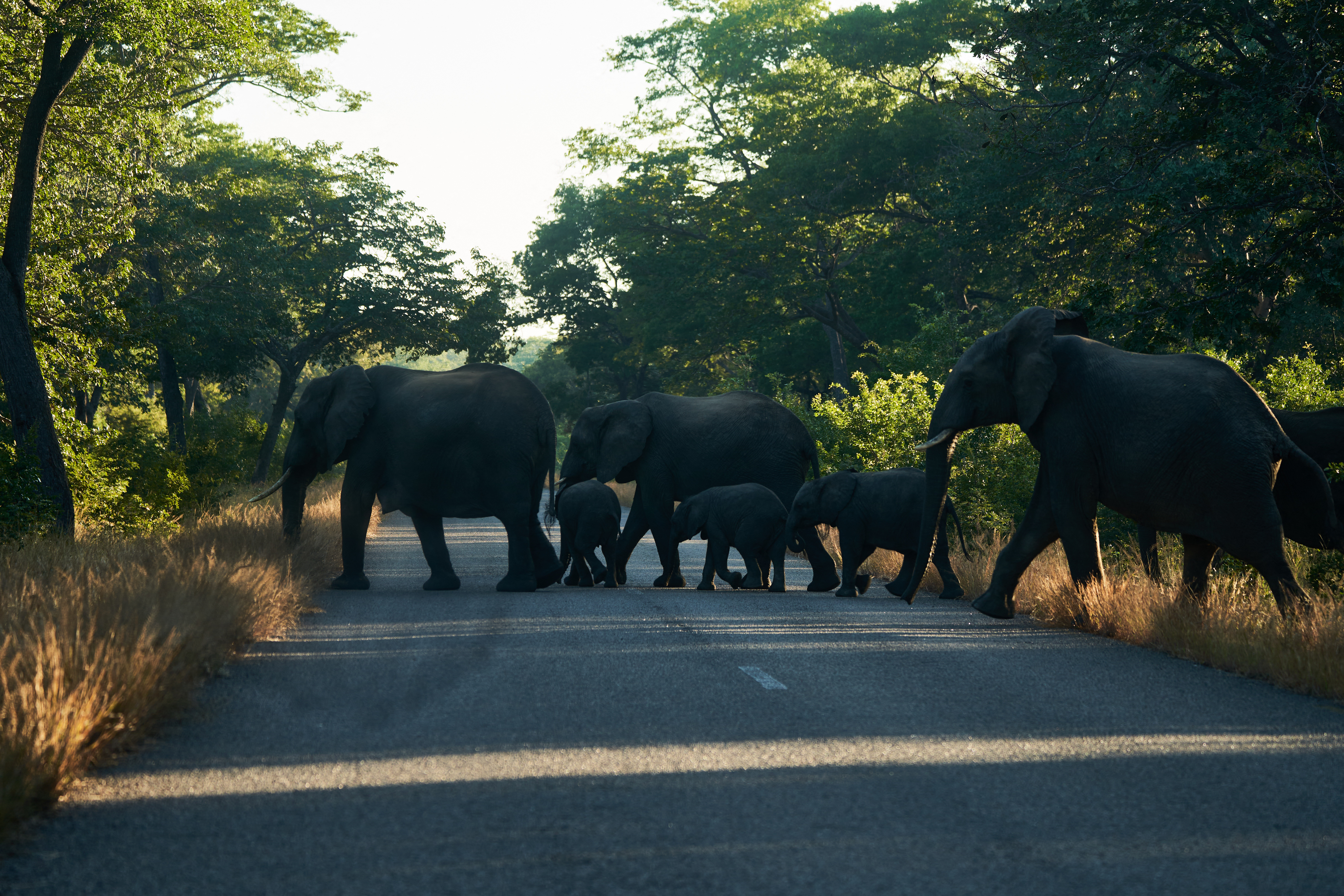 Aumento de manadas de elefantes amenaza a pobladores en Zimbabue