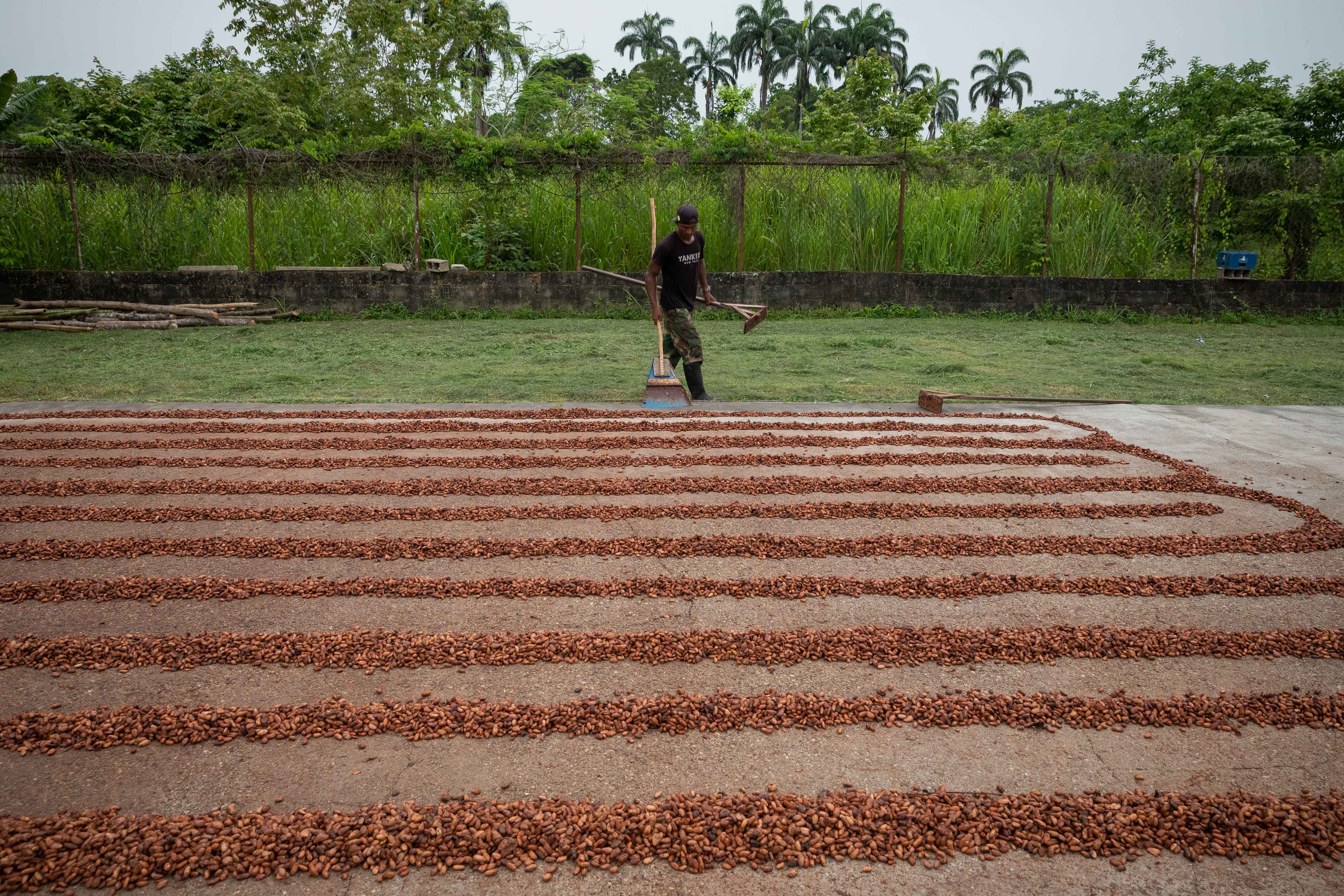 Maduro anunció exoneración de impuestos para la exportación del cacao
