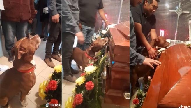 El emotivo adiós de un perro a su dueña en pleno funeral (VIDEO)