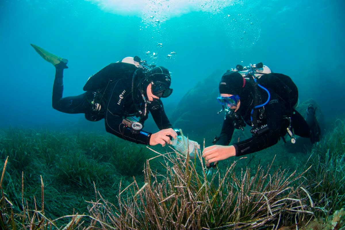 Descubren una nueva familia de bacterias marinas con potencial biotecnológico