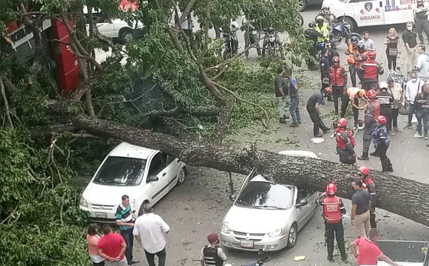 Al menos nueve heridos tras caída de árbol sobre dos vehículos en Quinta Crespo (Video)