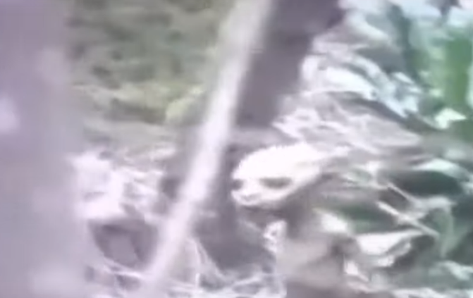 Escalofriante: Grababa en un bosque y captó una extraña criatura corriendo (VIDEO)