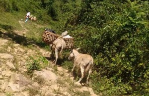 Caficultores de Anzoátegui trasladan la producción “a lomo de bestia”, como en tiempos ancestrales
