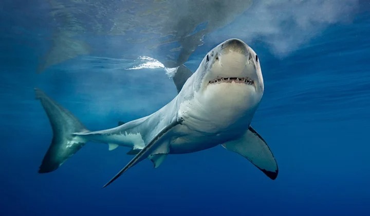 ¡Aterrador! Adolescente pescaba langostas y de pronto fue mordido por un tiburón en Florida