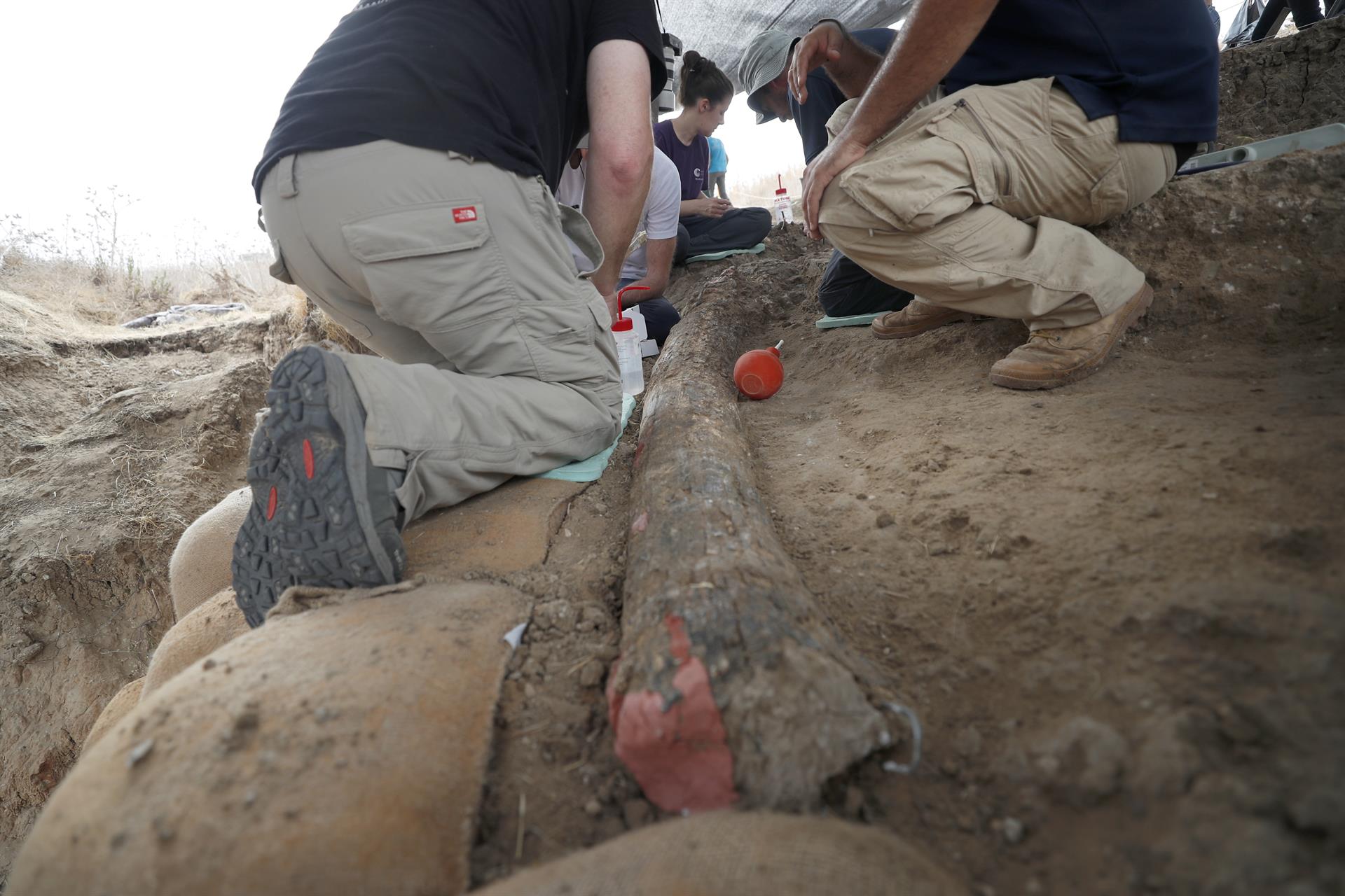 Descubren en Israel un colmillo de elefante de hace medio millón de años