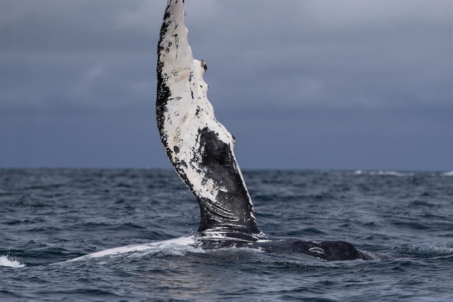 Rescataron dos ballenas presas en redes de pesca en playa de Río de Janeiro