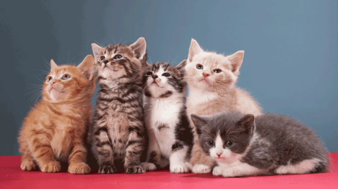 Día Internacional del Gato: ¿Cuál es el origen de esta celebración y por qué se da tres veces al año?