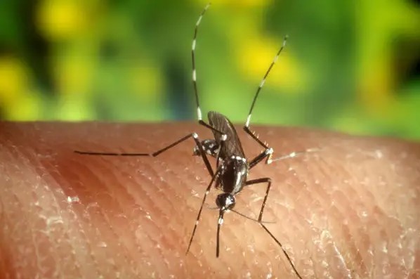 Esta es la razón por la que los mosquitos te pican intensamente… y no, no es por tu sangre