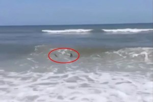 “¡Salgan del agua!”: Avistan tiburones a metros de niños jugando en costa de Florida