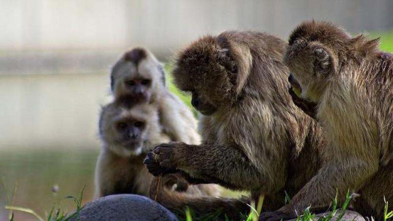 OMS repudió los ataques contra los simios en Brasil por “temor” a viruela del mono