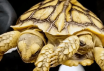 Nació una tortuga siamesa bicéfala y calcula que vivirá 150 años (Fotos)