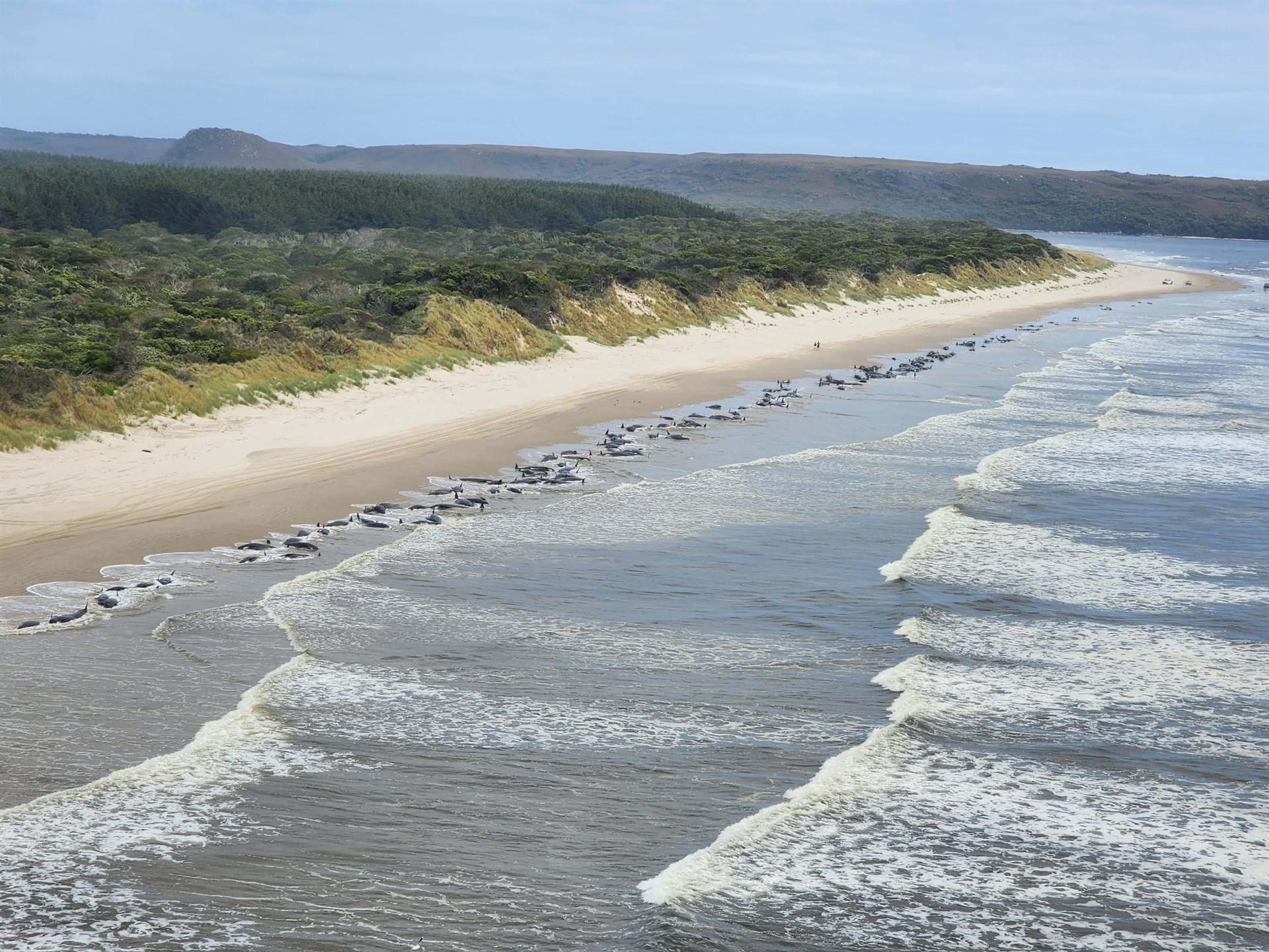 Ascienden a más de 200 el número de ballenas varadas en una playa de la isla australiana de Tasmania
