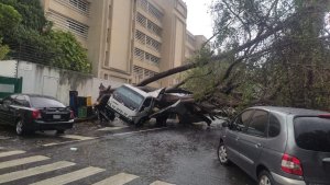 Árbol aplastó un camión en la urbanización El Bosque tras tormenta en Caracas