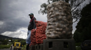 El contrabando de papa colombiana está perjudicando los productores venezolanos
