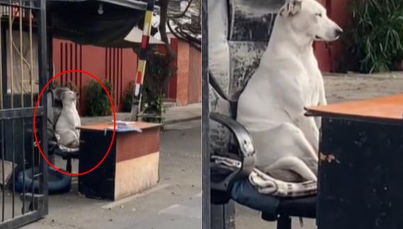 “Contratan” a perro como vigilante en urbanización y momento se hace viral (VIDEO)