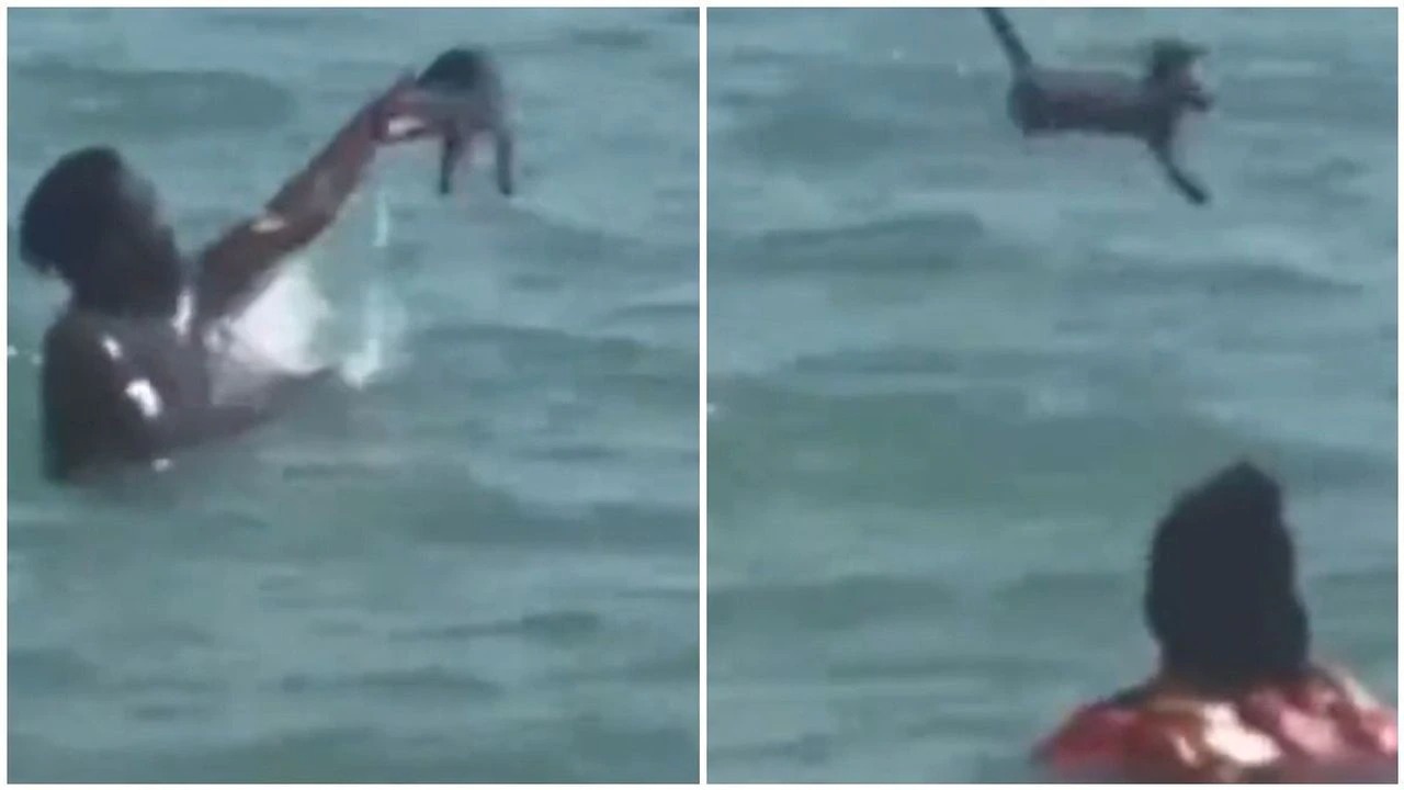 EN VIDEO: Pareja en Florida es grabada mientras torturan a su pequeño gato en el mar