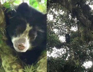 Un oso frontino fue avistado cerca de la ciudad de Mérida (Imágenes)