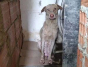 Rescataron a una perrita que cayó a la quebrada El Valle en Fuerte Tiuna (VIDEO)