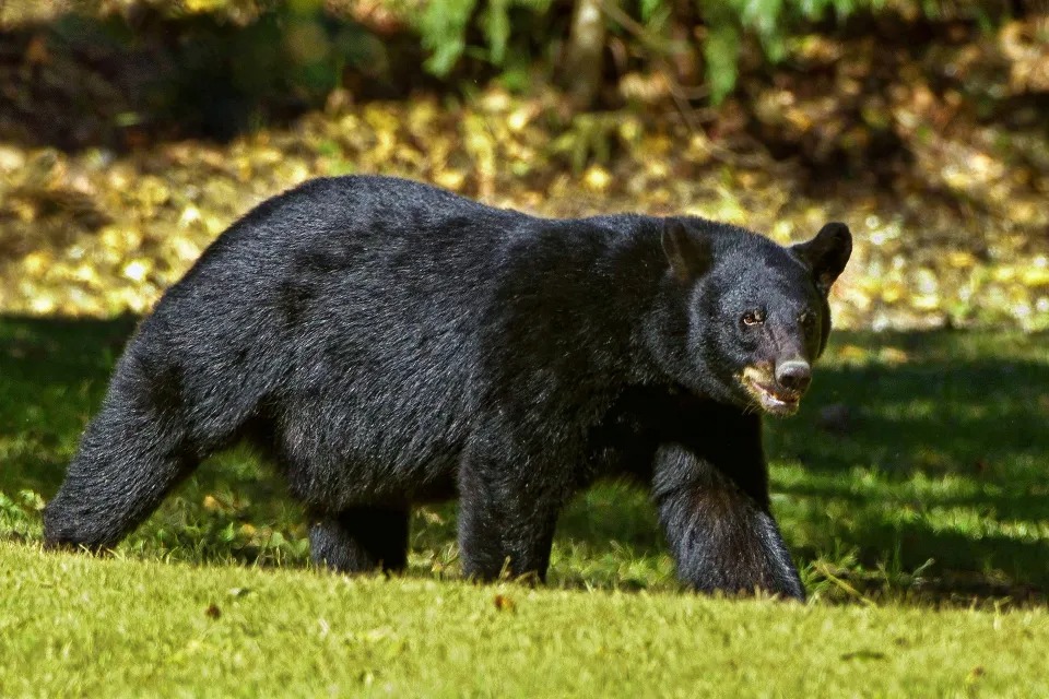 Aterrador momento en EEUU: Oso hiere a niño de 10 años y lo arrastra en el patio trasero de sus abuelos