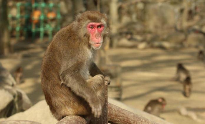 Funcionarios de Camboya acusados en EEUU por contrabando de monos salvajes