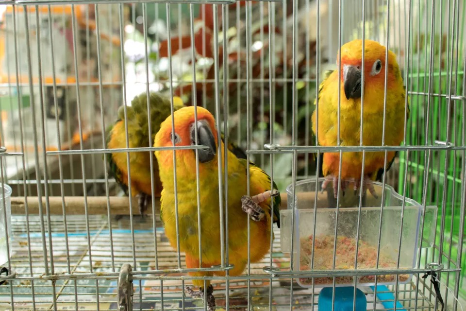 Compra jaula llena de pericos y lo que hizo con ellos conmovió al mundo (VIDEO)