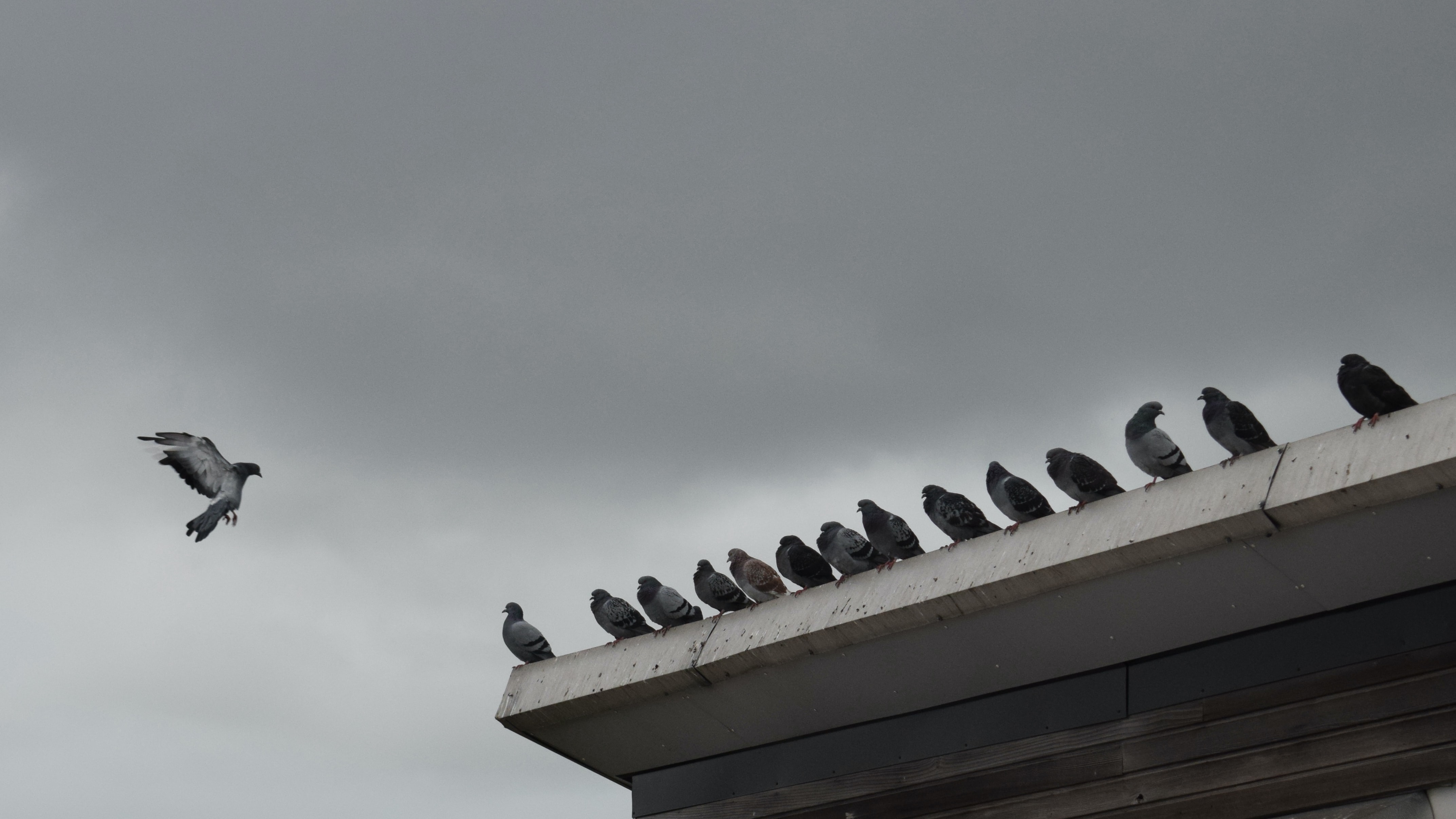 “Síndrome de las palomas zombis”, el virus neurológico que azota a varias ciudades del Reino Unido