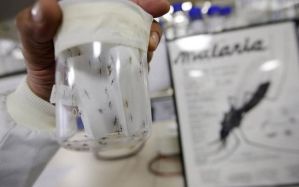 Médicos en alerta ante repunte de malaria en Venezuela por las lluvias