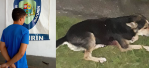 Preso aberrado joven que apuñaló a un perrito sin hogar en Monagas