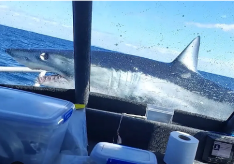 “Tuvimos suerte”: el momento en que un gran tiburón saltó encima de un barco de pesca