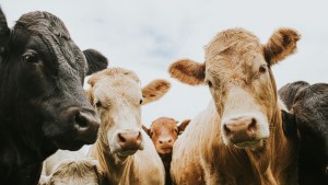 Desconcierto en Colorado: Docenas de vacas aparecen muertas con extrañas mordeduras y sin colas