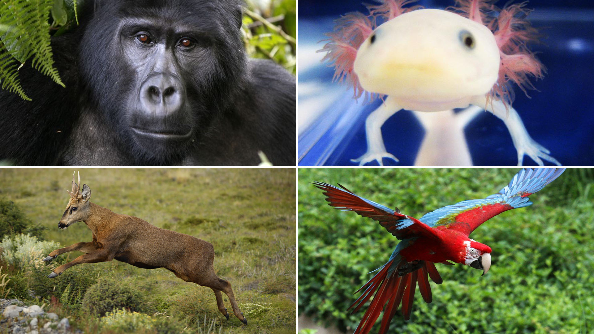 Cuáles son las 20 especies más emblemáticas que se encuentran en peligro de extinción