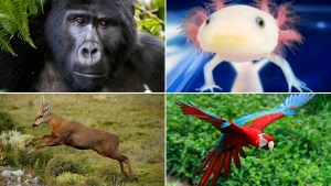Cuáles son las 20 especies más emblemáticas que se encuentran en peligro de extinción