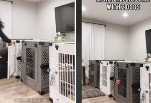 VIDEO: Influencers se quedaron encerrados en la jaula de sus perros, todo por un reto viral