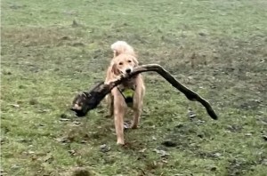 Una perra fue a buscar una rama, volvió con algo muy distinto y sexual