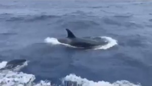 EN VIDEO: familia de ballenas orcas en las aguas de La Guaira