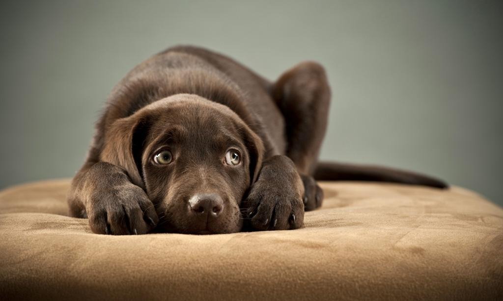 Los perros eligen el momento exacto en que morirán: La extraña afirmación de una psíquica en EEUU