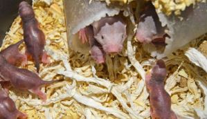 Estudian el misterio de la excepcional fertilidad de las ratas topo desnudas