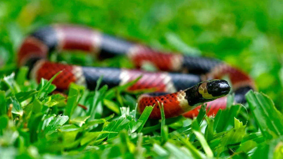 Las cuatro especies de serpientes venenosas en Texas: así se pueden identificar