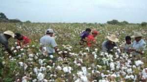 El algodón que se produce en Guárico es considerado el mejor del país