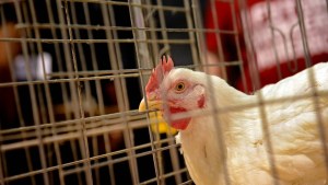 Alerta en Florida: La gripe aviar se expande y es detectada en más de 30 condados