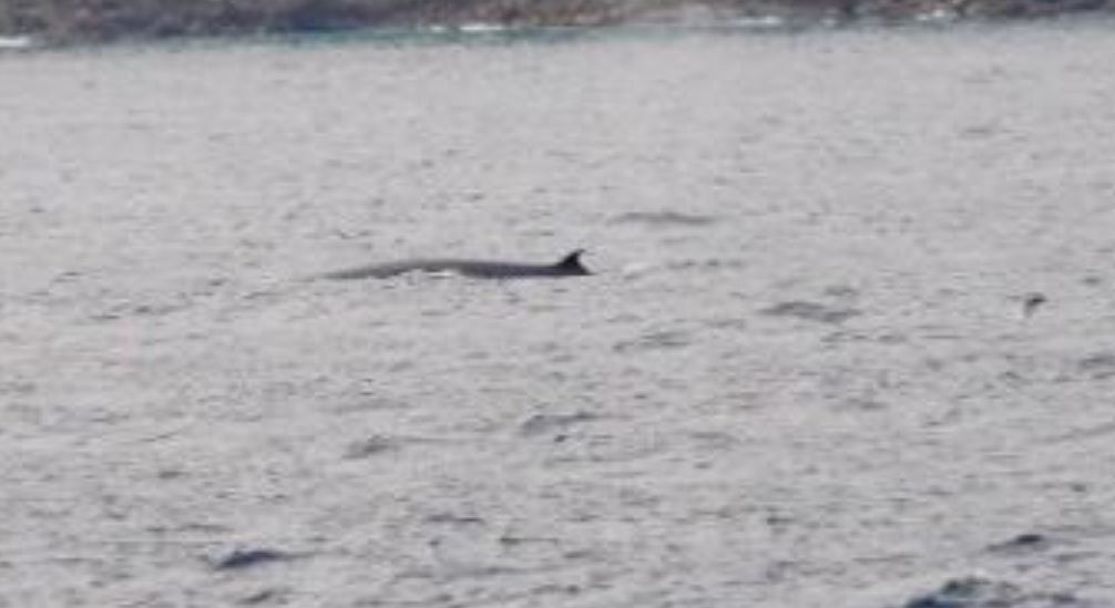 Investigadores se toparon con ballenas frente a las costas de La Guaira (VIDEO)
