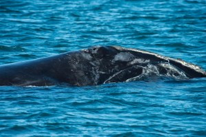 Alarma por otra ballena muerta: Van 11 casos recientes en Nueva York en los últimos tres meses