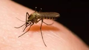Alarma en la isla: Se desató la malaria en varios municipios de Nueva Esparta