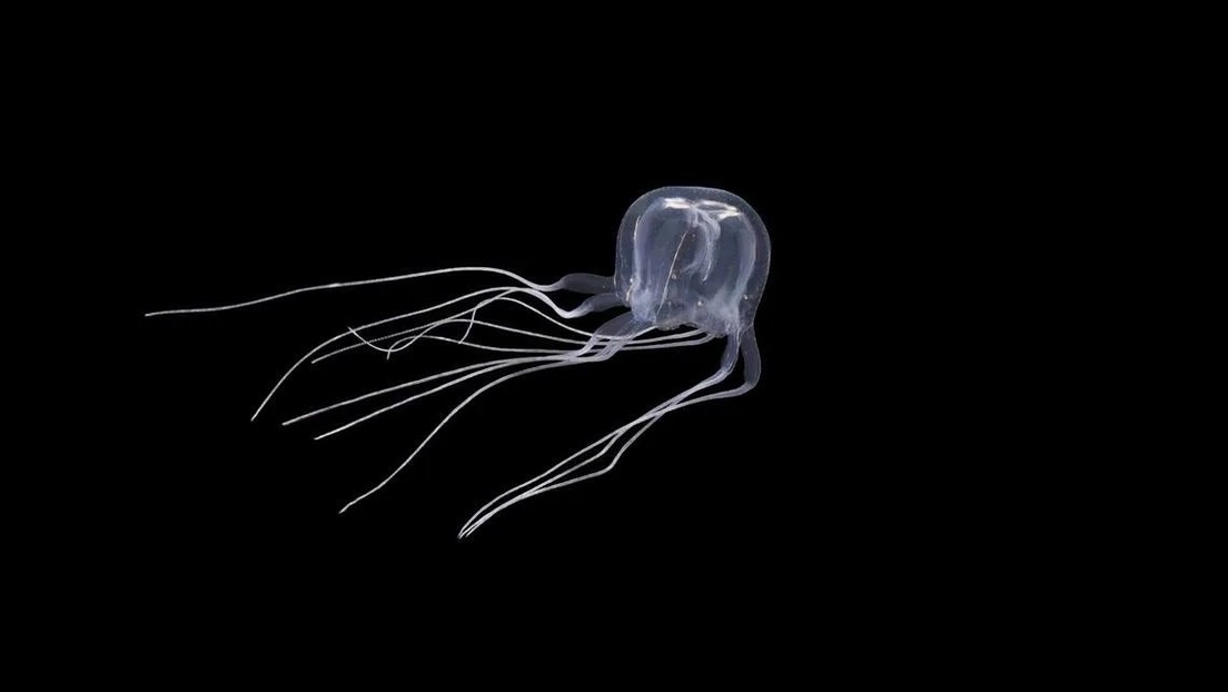Descubren una medusa en forma de cubo con 24 ojos en China